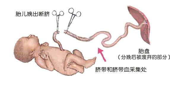 于是就出现了一个问题,脐带连接胎儿的肚脐,那么在内部是和肠道相连