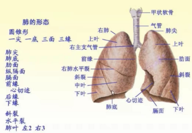 从图4中可以看到右肺分为上,中,下三叶,斜裂的下方为下叶,斜裂与水平