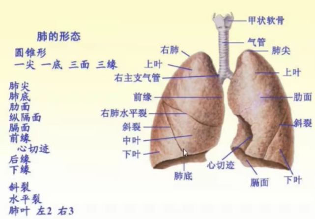 肺的分叶图图片