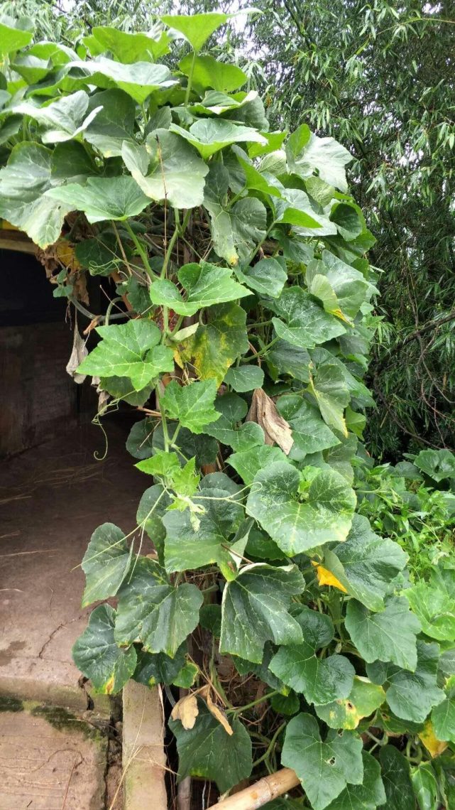 惊奇农民种植的南瓜藤长得像龙头这究竟是怎么回事谁知道