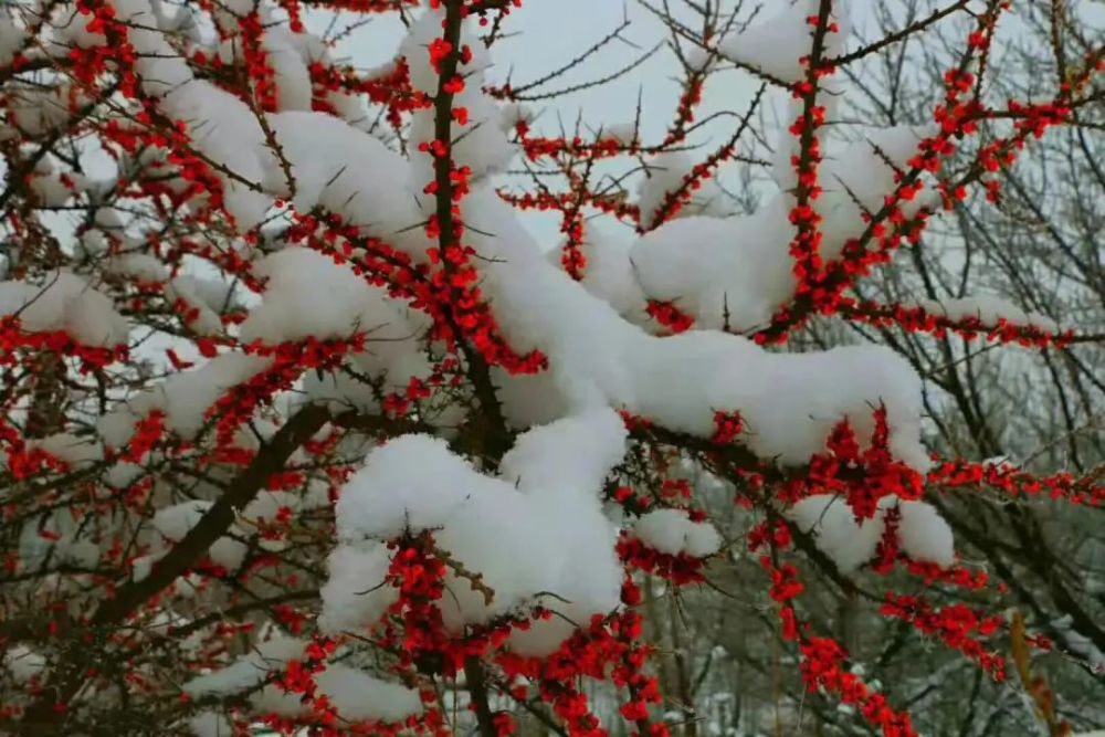 雪中送炭 · 溫暖有你