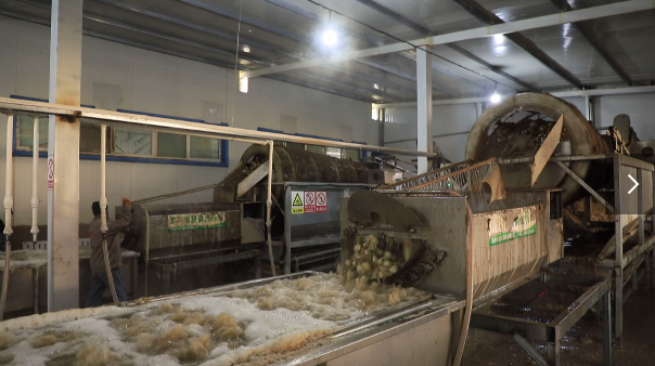 特克斯县脱水蔬菜厂解决400余名群众就业