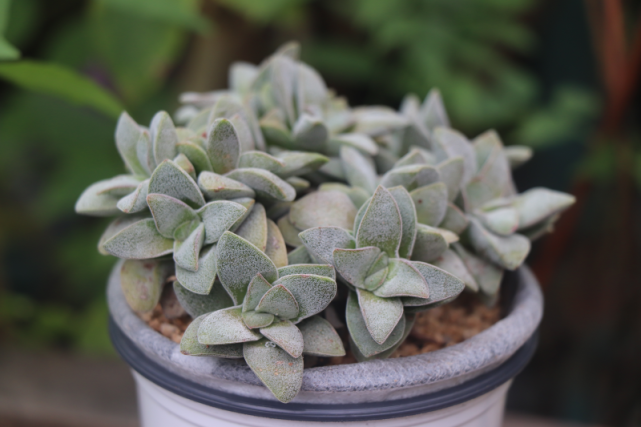 "小夜衣"景天科青锁龙属多肉植物,小型种,易群生,好养护