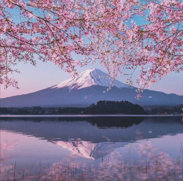 櫻花與富士山背景圖