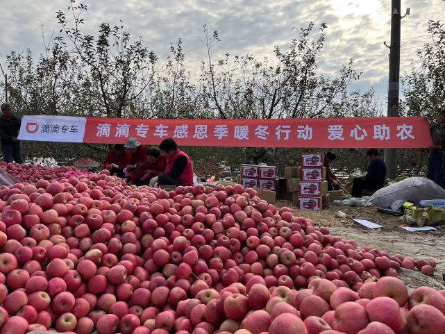 爱心助农青岛滴滴专车伸援手助销乳山苹果