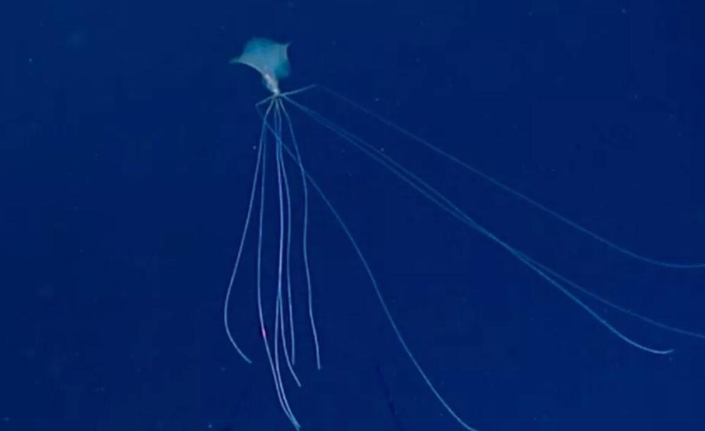 科学家捕捉到外星生命模样的大乌贼网友外星人和乌贼杂交