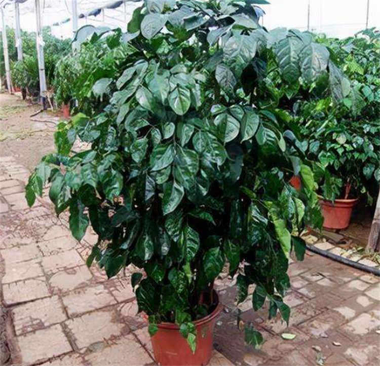 富贵树的养殖方法和注意事项,盆栽管理有7大技巧,适用范围广泛