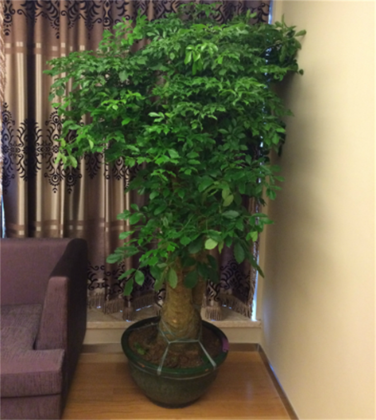 富贵树的养殖方法和注意事项,盆栽管理有7大技巧,适用范围广泛