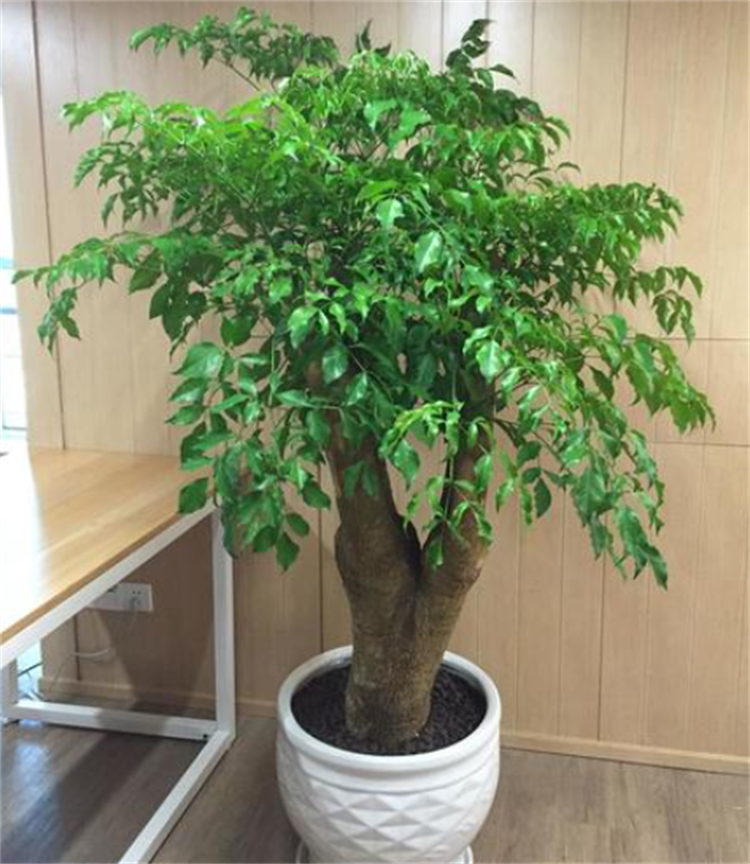 富贵树的养殖方法和注意事项,盆栽管理有7大技巧,适用范围广泛