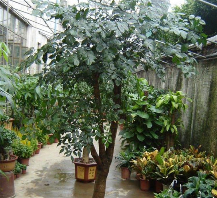 富贵树的养殖方法和注意事项,盆栽管理有7大技巧,适用范围广泛