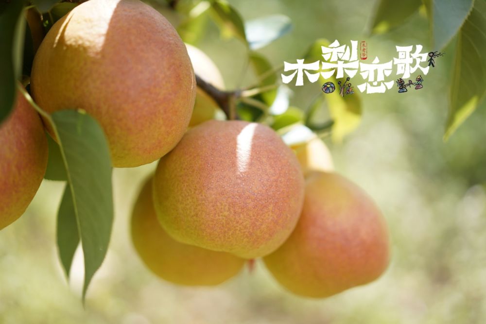 音乐微电影木梨恋歌首发丽江高原特色产业助力乡村振兴