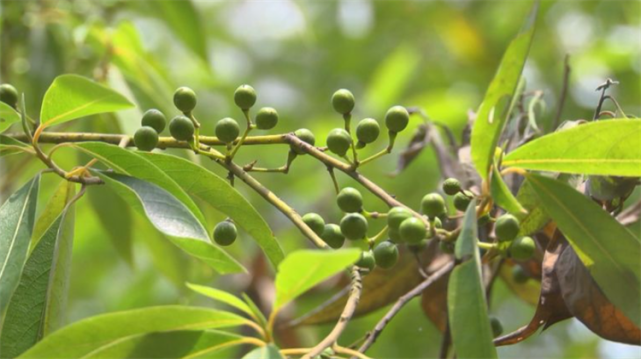 庭院种什么树驱蚊虫有5种树都很香能驱虫又好栽种