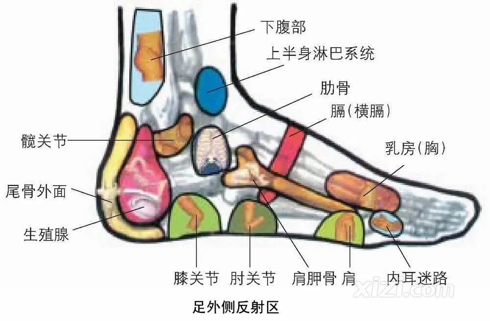 第一個就是腳後跟,這個位置在腳底的反射區中對應的是泌尿生殖系統