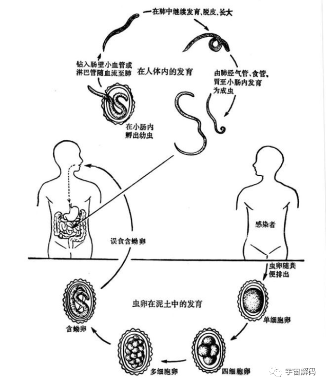 很多人在拉出来虫子之后,还误以为是自己肚子里面长出了"蚯蚓",但很