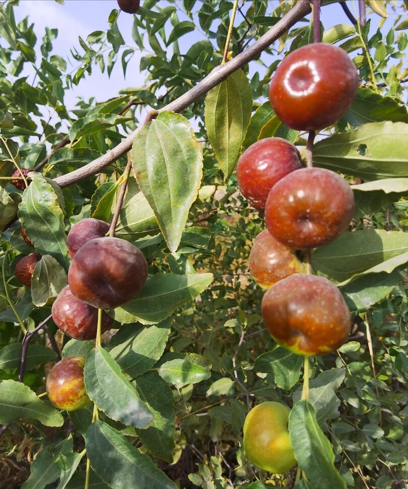 看李长娃将蟠枣一斤卖到三十元!