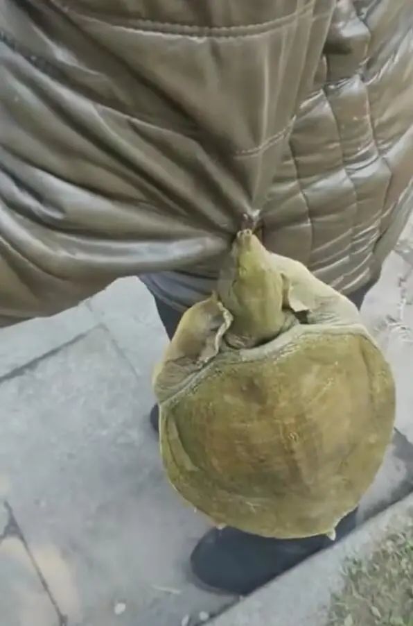 甲鱼咬住人的衣服,一下子衣服被撕开,网友气得要下锅!