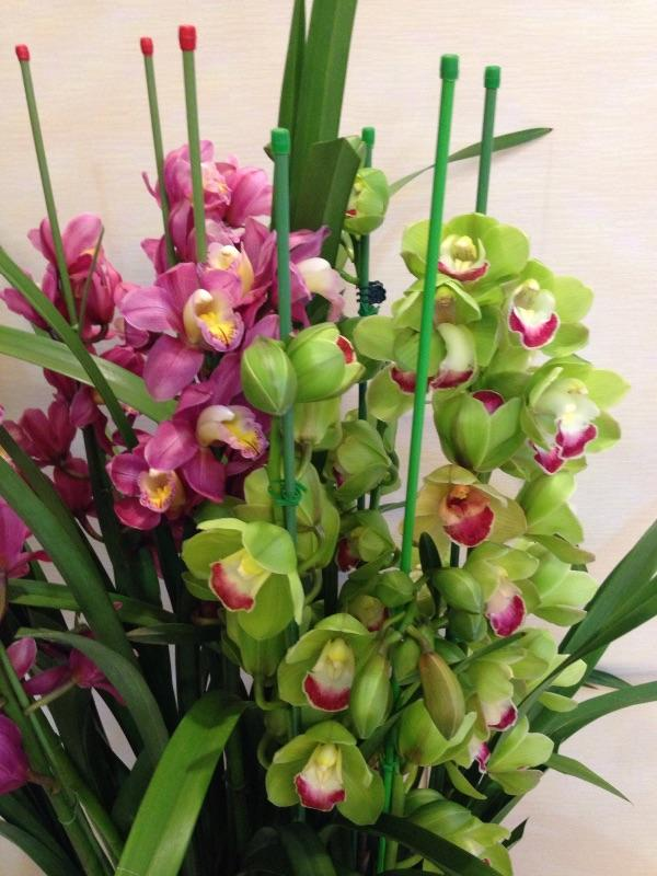 大花蕙兰如何养(大花蕙兰如何养护和管理)