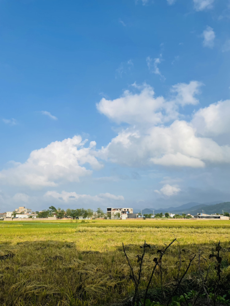 鄉村的稻田和藍藍的天空