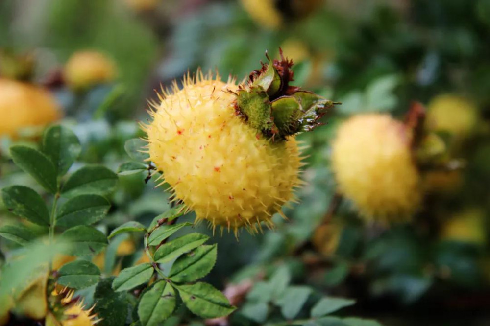 上游 夜雨丨杨小霜:刺菠萝