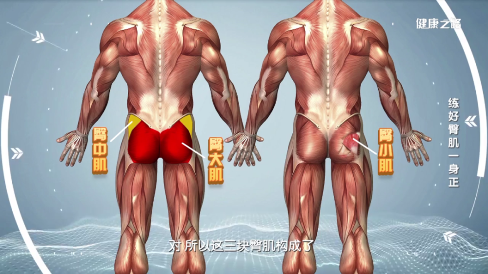 臀部肌肉分布图图解图片