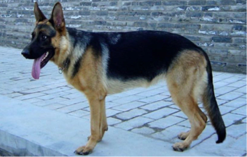 那会有小伙伴会问哪种好呢?平背德牧耐力强多数用于工作.