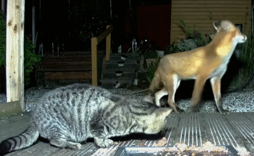 1987夜狸猫事件未解之谜:一夜之间离奇消失的村庄