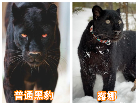 露娜现在已经一岁半了,是一只成熟的小豹子,但它和普通黑豹不同,一点