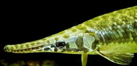 神秘海洋之可怕生物