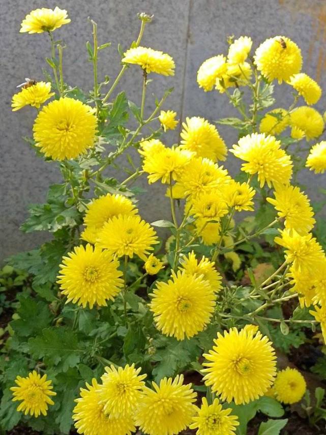 青未了秋冬金灿灿的沂蒙野菊花