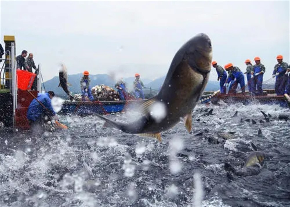 2亿斤,禁渔10年的丹江口水库,水深167米的鱼有多大?