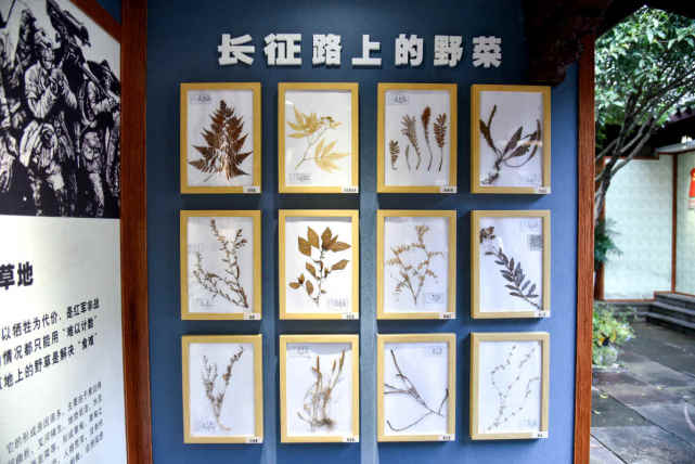 长征路上的野菜展览中,参观者还能在"红军过草地体验区"动手玩一玩.