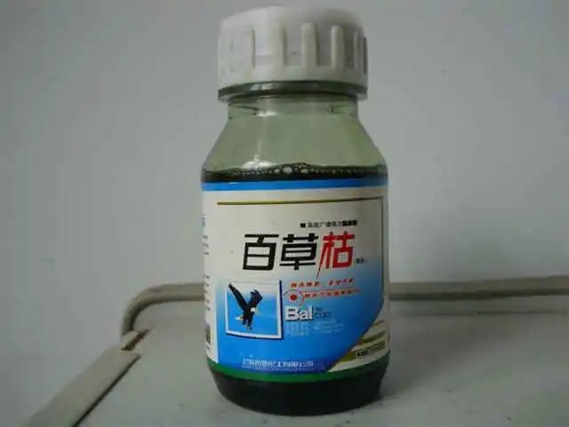 河北现喝"百草枯"事件,无特效救命药的百草枯,危害有多大?