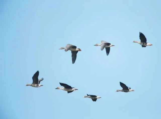 又到候鸟迁徙时