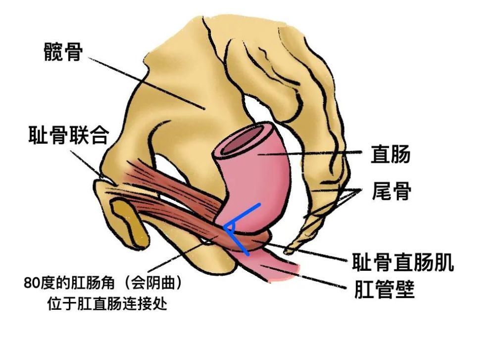 就不需要使那么大的劲儿,另外,直肠这个地方有个叫耻骨直肠肌的肌肉