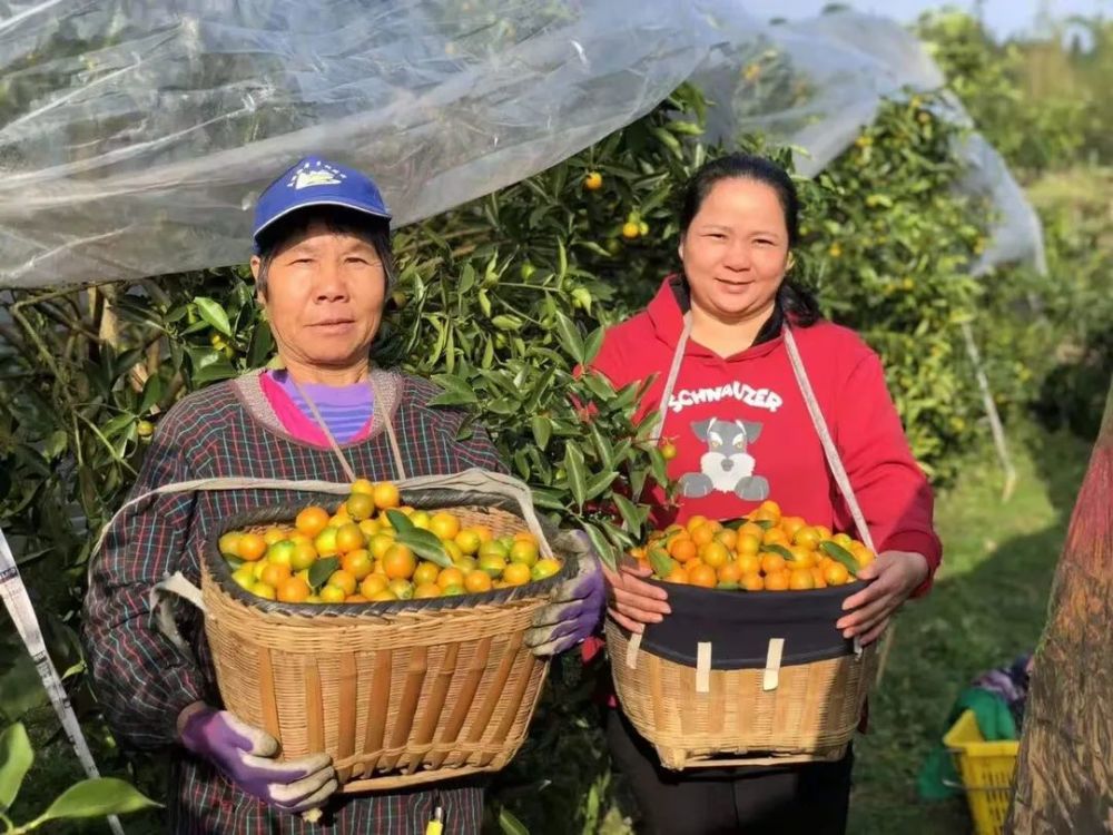 纯甜爆汁的金果果一口就能甜到心里