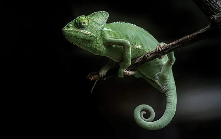 【好物严选】精准出击,小身材大能量丨变色龙卷尺