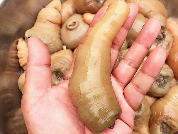 海肠子是民间的一种俗称,有些地方直接叫它海肠,它的学名叫单环刺螠