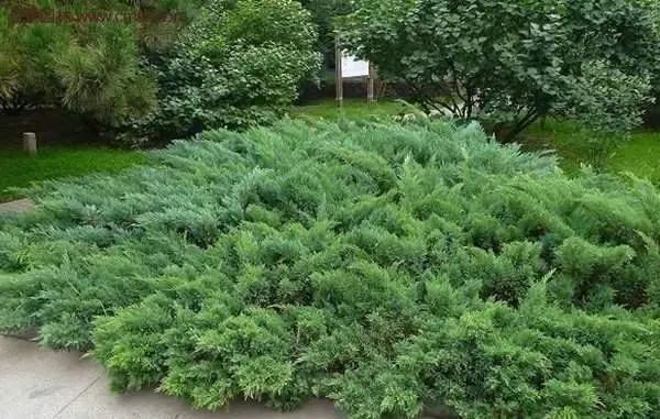 你知道树木在园林绿化中的分类吗