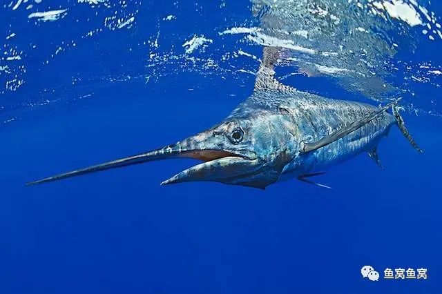 一字之差那是一個品牌名字路亞人常說的藍旗魚或者藍色馬林魚都行blue