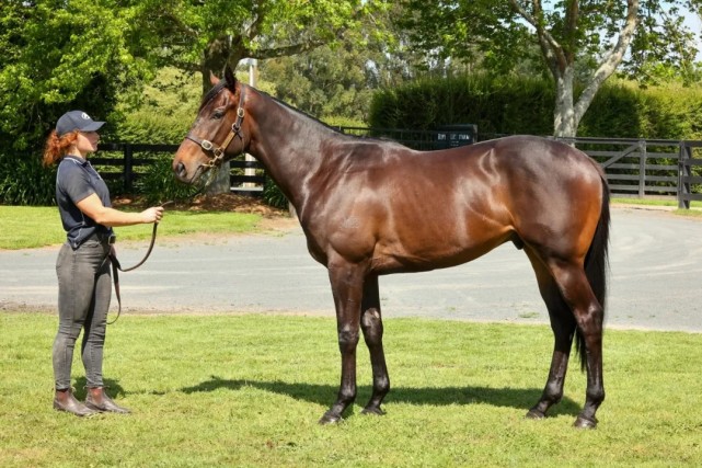 2021新西兰纯血马快跳拍卖会大受欢迎