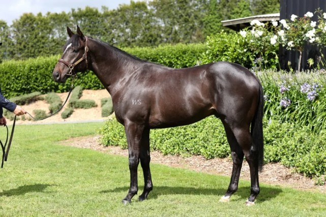 2021新西兰纯血马快跳拍卖会大受欢迎