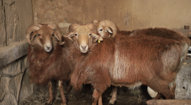 提纯复壮,实现牧业增效牧民增收加快哈萨克羊品种改良步伐优化牲畜