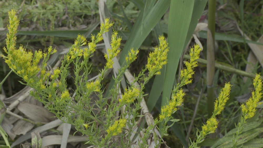 外来入侵物种"加拿大一枝黄花"现身南县!如发现请立即上报_腾讯新闻