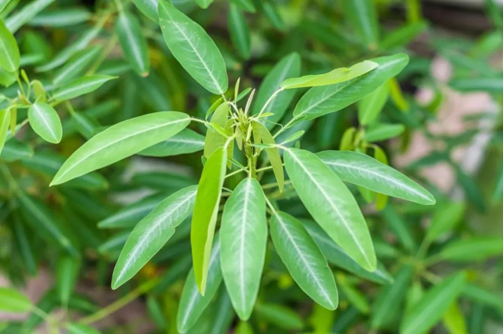 原来,《酉阳杂俎》中的"舞草"(codoriocalyx motor