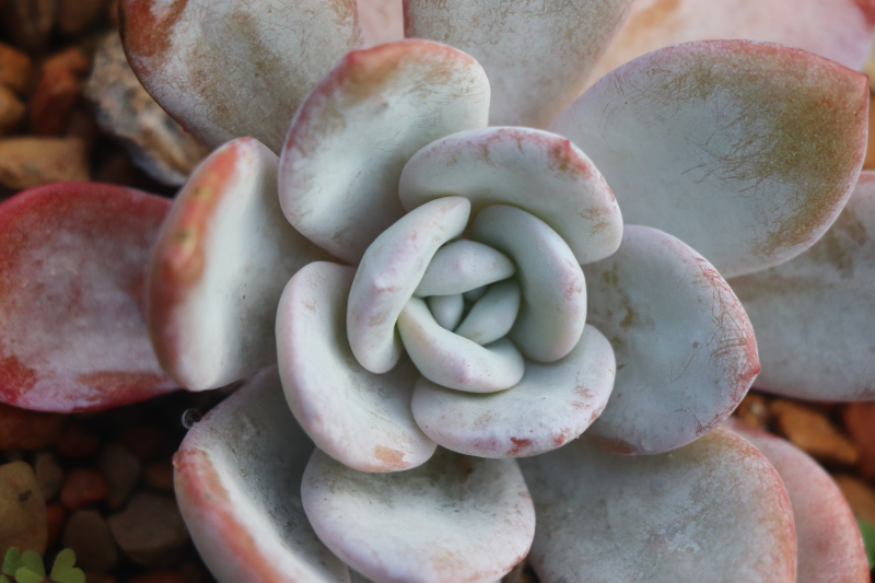 雪莲景天科拟石莲花属多肉植物大美品种覆一层厚厚白粉仙气十足