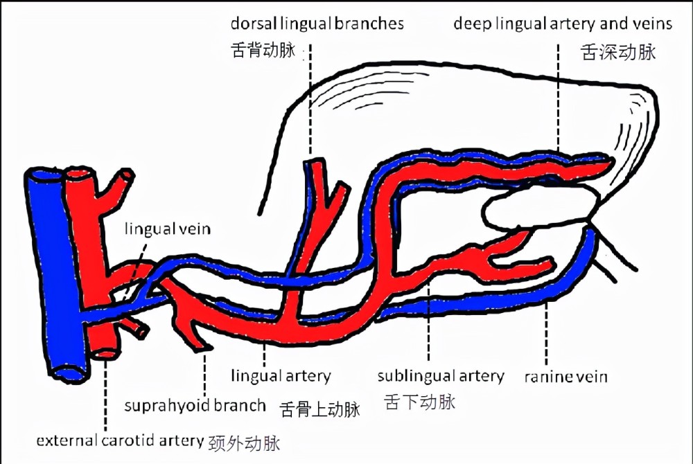 主要供应附着于舌骨的肌肉;第二个分支,舌背动脉供应舌根及其粘膜