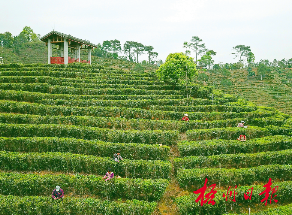 来到六堡镇八集茶园,记者看到了一片清代茶树.
