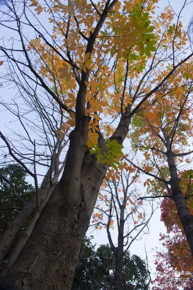 國內許多古剎名寺均有種植,如杭州靈隱寺,北京臥佛寺,大覺寺等都有