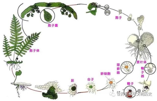 具有各式發育完全的環帶,每個孢子囊的發生是由一個細胞發育而來,孢子