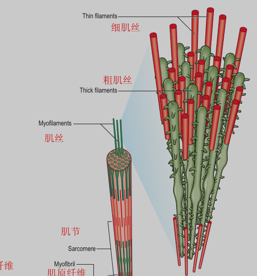 骨骼肌肌束肌纤维肌原纤维肌节